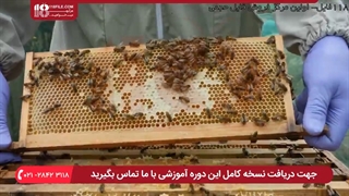 آشنایی با اجزاء تشکیل دهنده کلنی زنبور عسل