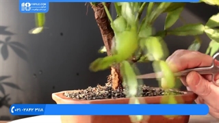 راز شادابی و آشنایی با گیاهان آپارتمانی