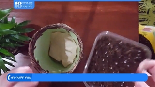 چگونه میتوان گلدان گیاه پالور پالم را تعویض کرد؟