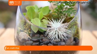 روش ساخت و نگهداری از تراریوم خزه