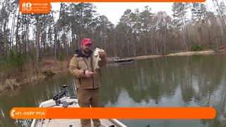 چگونگی تعقیب خارماهی پیش از تخم ریزی