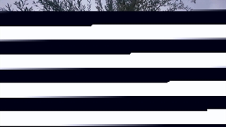 آواز پرندگان