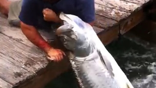 حمله ماهی غول پیکر به مرد توریست